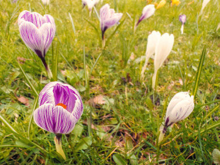 Wild motley crocuses bloomed In spring in the meadow. Beautiful spring background with popular...