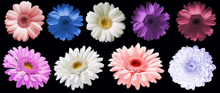 Flowers isolated on transparent background