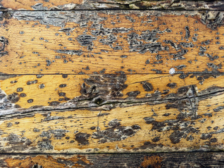Abstract background. Old wood texture as backgroundの写真素材
