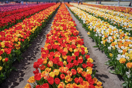 Tourists view famous tulip fields in the Netherlands. Beautiful tulip fields in springの写真素材