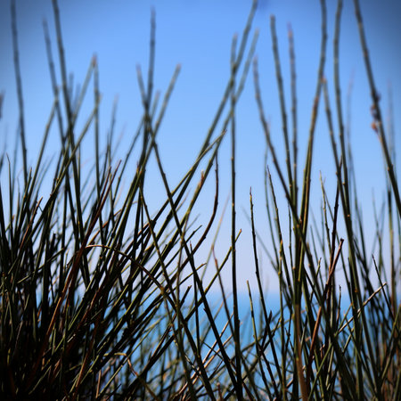 Nature green grass with bokeh background. . High-quality photoの写真素材