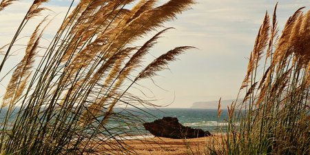 Golden Grass and Rocky Shoreline: A Serene Beachscape. Horizontal bannerの写真素材