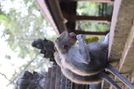 Monkeys in Paradise: Exploring Balis Pristine Jungle Havenの写真素材