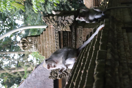 Monkeys in Paradise: Exploring Balis Pristine Jungle Havenの写真素材