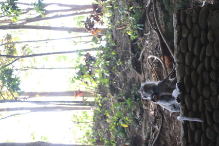 Balis Jungle Explorer: A Monkeys Life in the Wildの写真素材