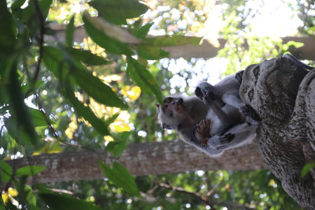Balis Jungle Explorer: A Monkeys Life in the Wildの写真素材