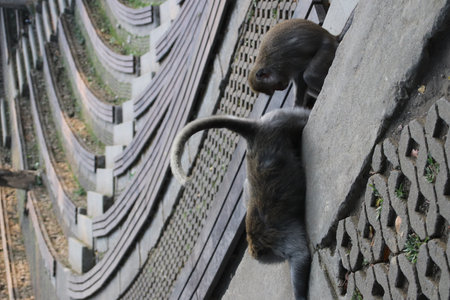 Balis Jungle Explorer: A Monkeys Life in the Wildの写真素材