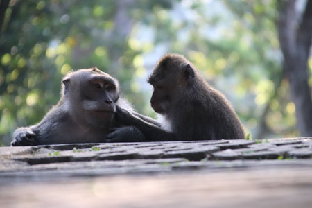 Balis Jungle Explorer: A Monkeys Life in the Wildの写真素材