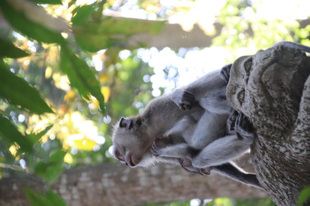Balis Jungle Explorer: A Monkeys Life in the Wildの写真素材