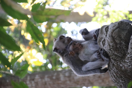 Balis Jungle Explorer: A Monkeys Life in the Wildの写真素材
