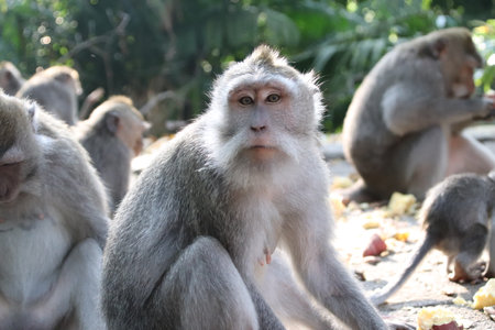 Balis Jungle Explorer: A Monkeys Life in the Wildの写真素材