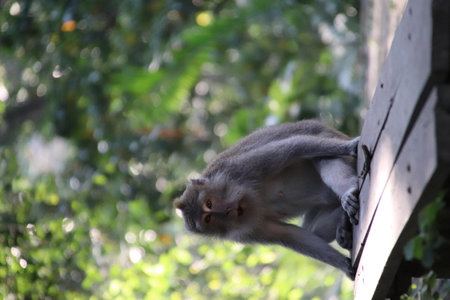 Balis Jungle Explorer: A Monkeys Life in the Wildの写真素材