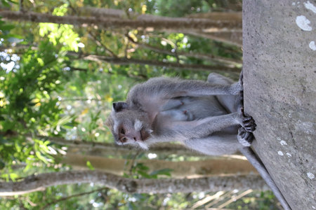Balis Jungle Explorer: A Monkeys Life in the Wildの写真素材