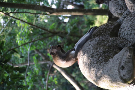 Balis Jungle Explorer: A Monkeys Life in the Wildの写真素材