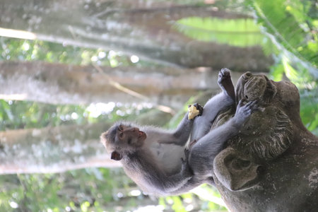 Balis Jungle Explorer: A Monkeys Life in the Wildの写真素材
