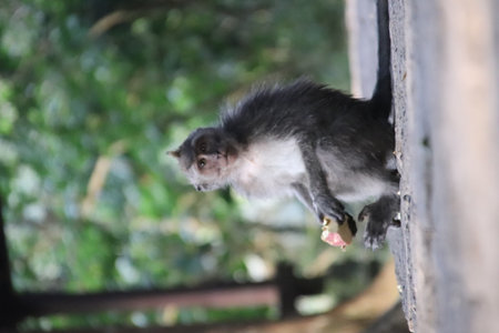 Balis Jungle Explorer: A Monkeys Life in the Wildの写真素材