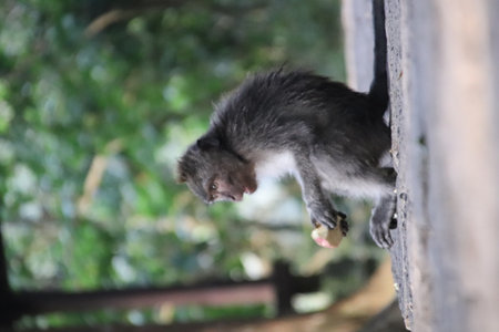Balis Jungle Explorer: A Monkeys Life in the Wildの写真素材