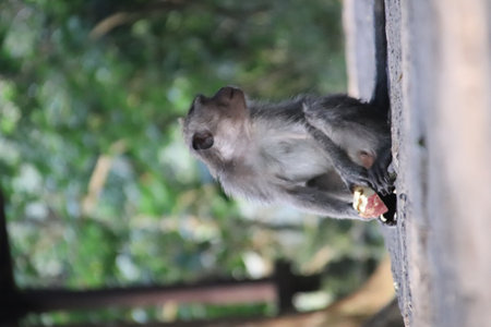 Balis Jungle Explorer: A Monkeys Life in the Wildの写真素材