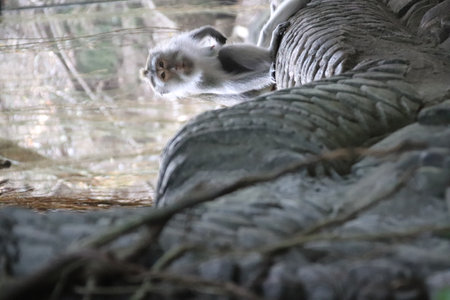 Balis Jungle Explorer: A Monkeys Life in the Wildの写真素材