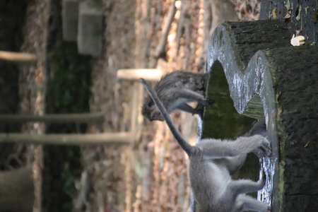 Balis Jungle Explorer: A Monkeys Life in the Wildの写真素材