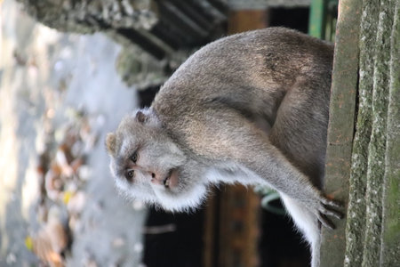 Balis Jungle Explorer: A Monkeys Life in the Wildの写真素材