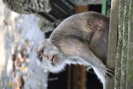 Balis Jungle Explorer: A Monkeys Life in the Wildの写真素材