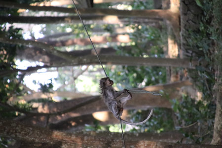 Balis Jungle Explorer: A Monkeys Life in the Wildの写真素材