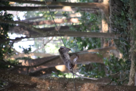 Balis Jungle Explorer: A Monkeys Life in the Wildの写真素材
