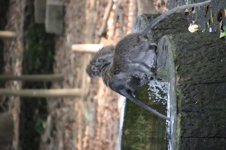 Balis Jungle Explorer: A Monkeys Life in the Wildの写真素材