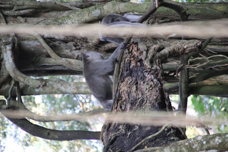 Balis Jungle Explorer: A Monkeys Life in the Wildの写真素材