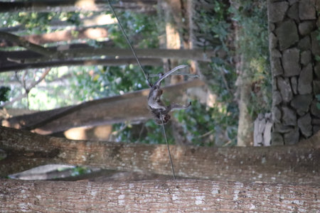 Balis Jungle Explorer: A Monkeys Life in the Wildの写真素材
