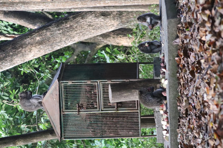 Balis Jungle Explorer: A Monkeys Life in the Wildの写真素材
