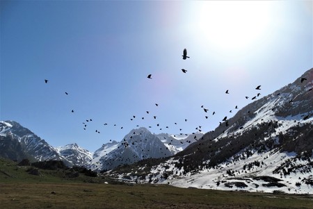 Flying birds in Pirenees
