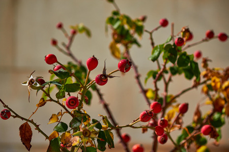 Dog rose, great design for any purposesの写真素材