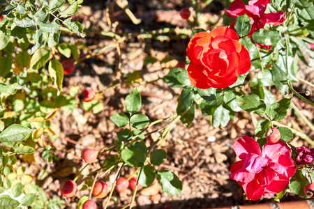Beautiful single red rose in gardenの写真素材