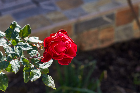 Beautiful single red rose in gardenの写真素材