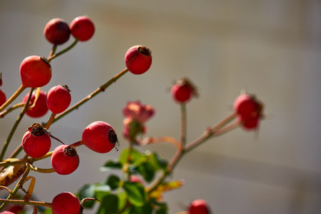 Dog rose, great design for any purposesの写真素材