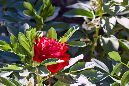 Beautiful single red rose in gardenの写真素材