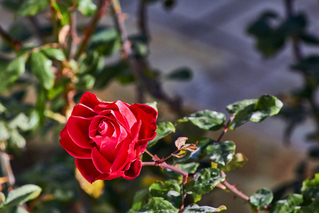 Beautiful single red rose in gardenの写真素材