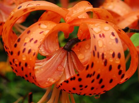 orange lily with water drops  close-up flora backgroundの写真素材