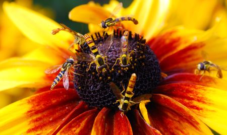 A small bee on the yellow flower