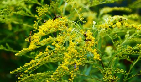 A small bee on the yellow flower