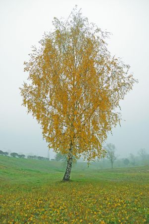 Autumn landscape, tree in a fog on a grey backgroundの写真素材