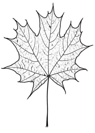 autumn maple-leaf, isolated on a white backgroundの写真素材