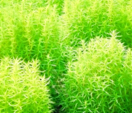 Green vegetative background without focus objects on black