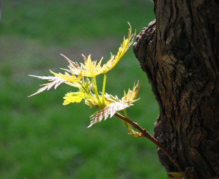 New life in spring again. Fresh young leaves 