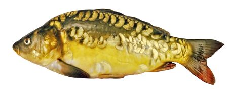 fresh mirror carp is a carp without a scaleの写真素材