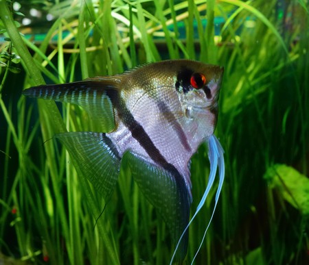 Pterophyllum scalare in the aquariumの写真素材
