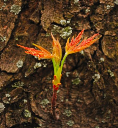 New life in spring again. Fresh young leaves の写真素材