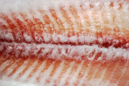 fresh fish are cooled on ice on fishmarket